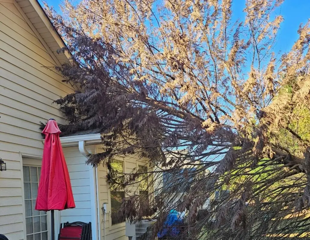storm damage tree removal clarkston ga
