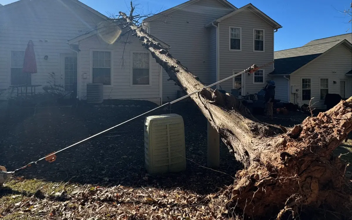 Emergency Tree Service Georgia Contact | Francisco's Trees 24/7