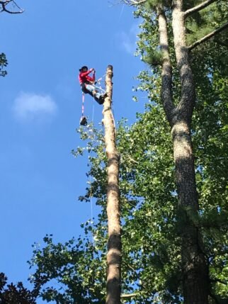 24/7 Emergency Tree Removal Georgia Emergency tree service Georgia