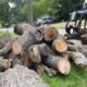 Stump Grinding Georgia