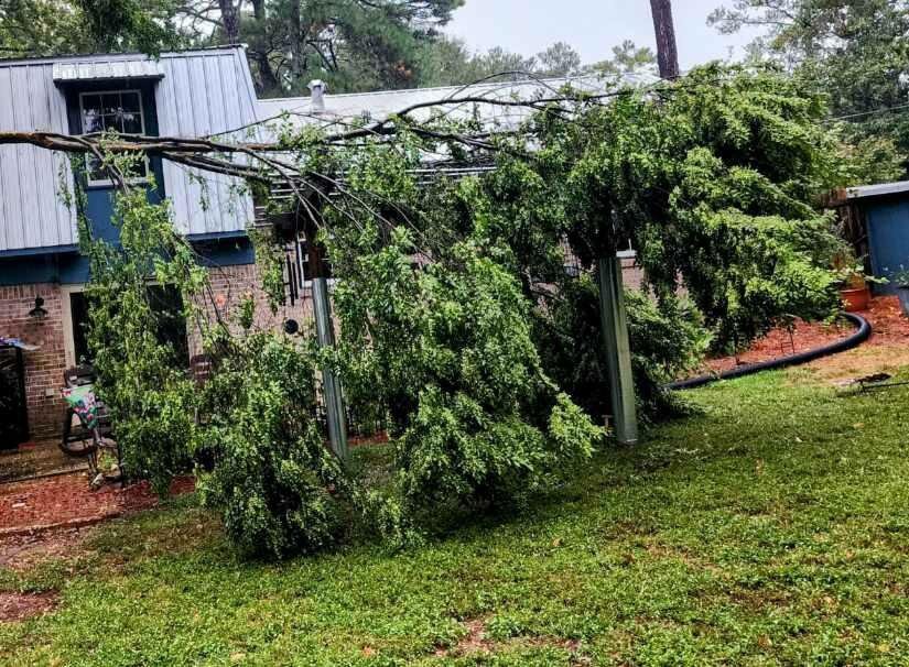 leaning tree dangers dunwoody ga