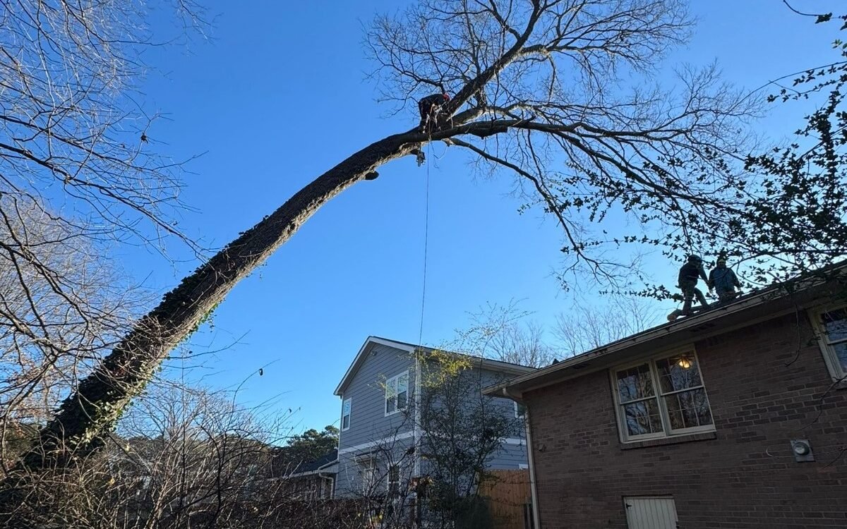 leaning trees danger clarkston decatur