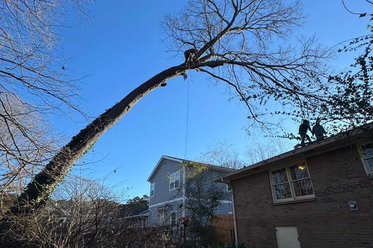 leaning trees danger clarkston decatur