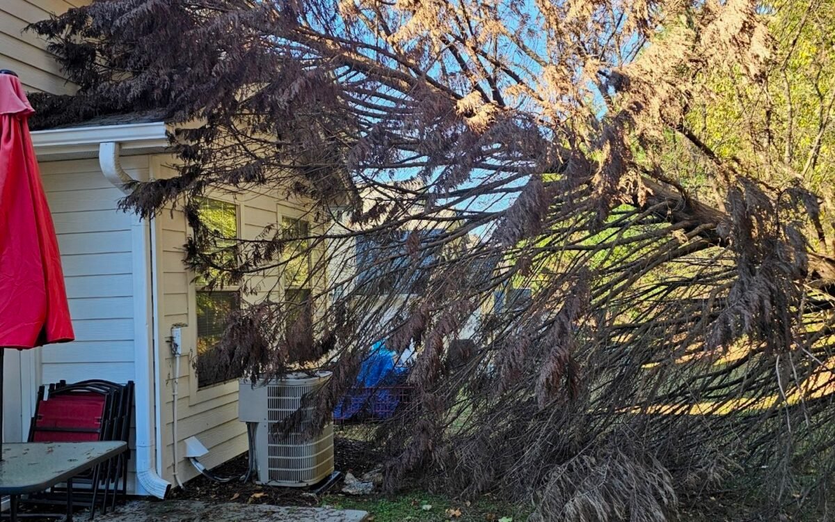 climate change tree risks Fulton County GA