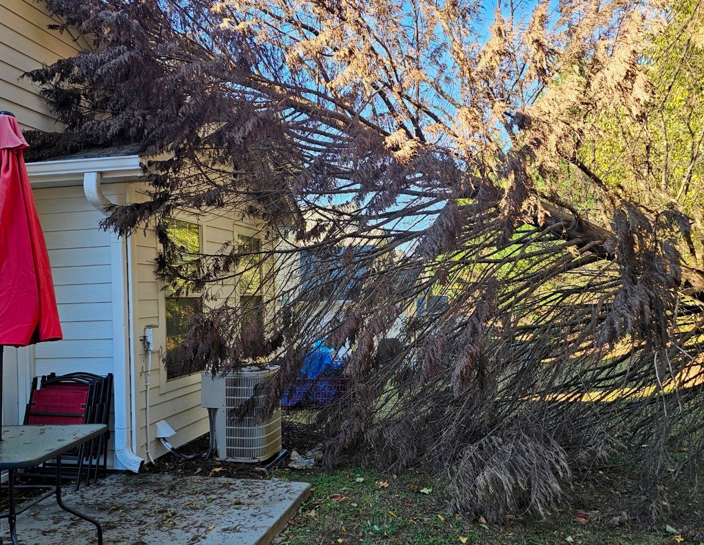 climate change tree risks Fulton County GA