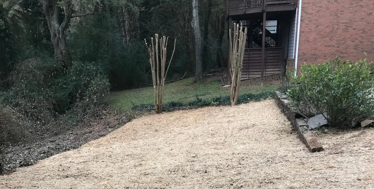 storm season tree preparation Fulton County GA