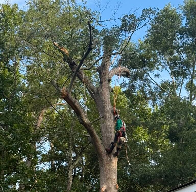 24/7 emergency tree service Atlanta