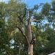 24/7 emergency tree service Atlanta