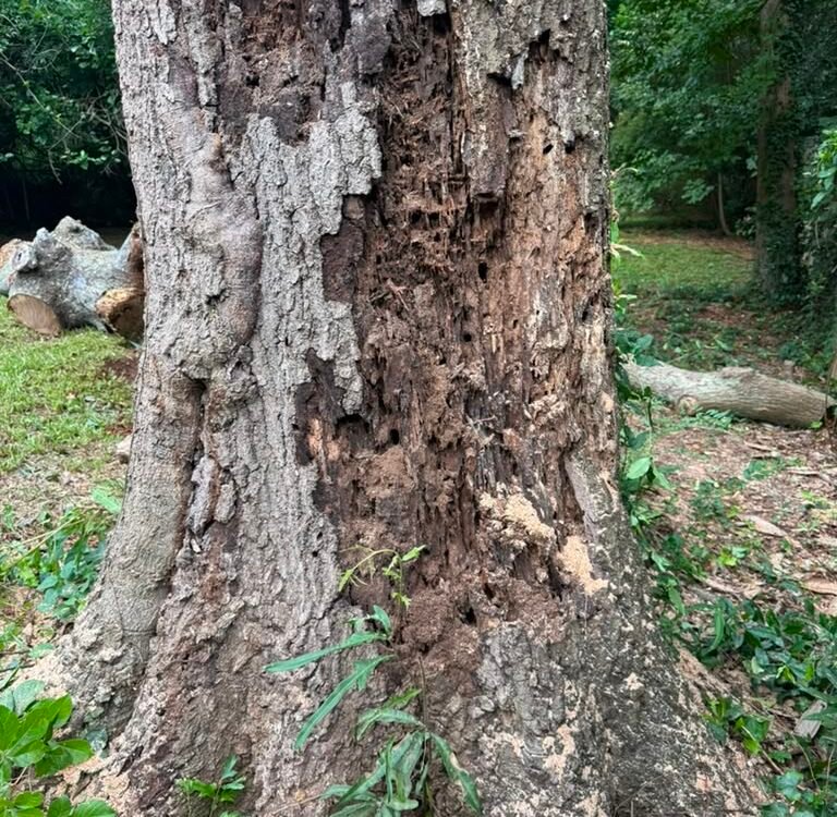 Emergency Tree Removal DeKalb County GA: 24/7 Help