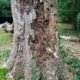 Emergency Tree Removal DeKalb County GA: 24/7 Help