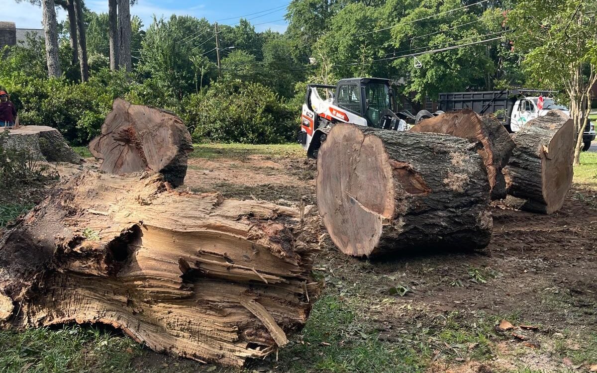 how to choose a reliable tree trimming service