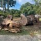 how to choose a reliable tree trimming service