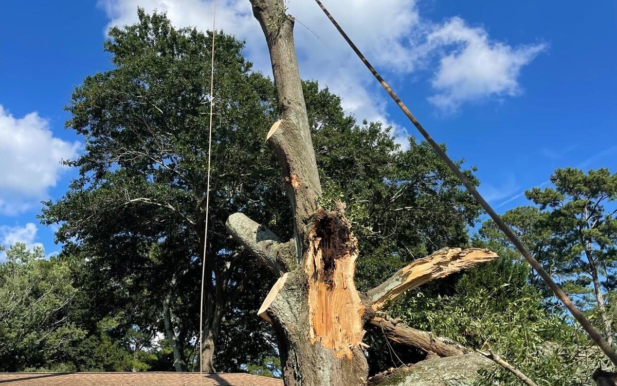 signs a tree needs to be removed