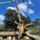 signs a tree needs to be removed