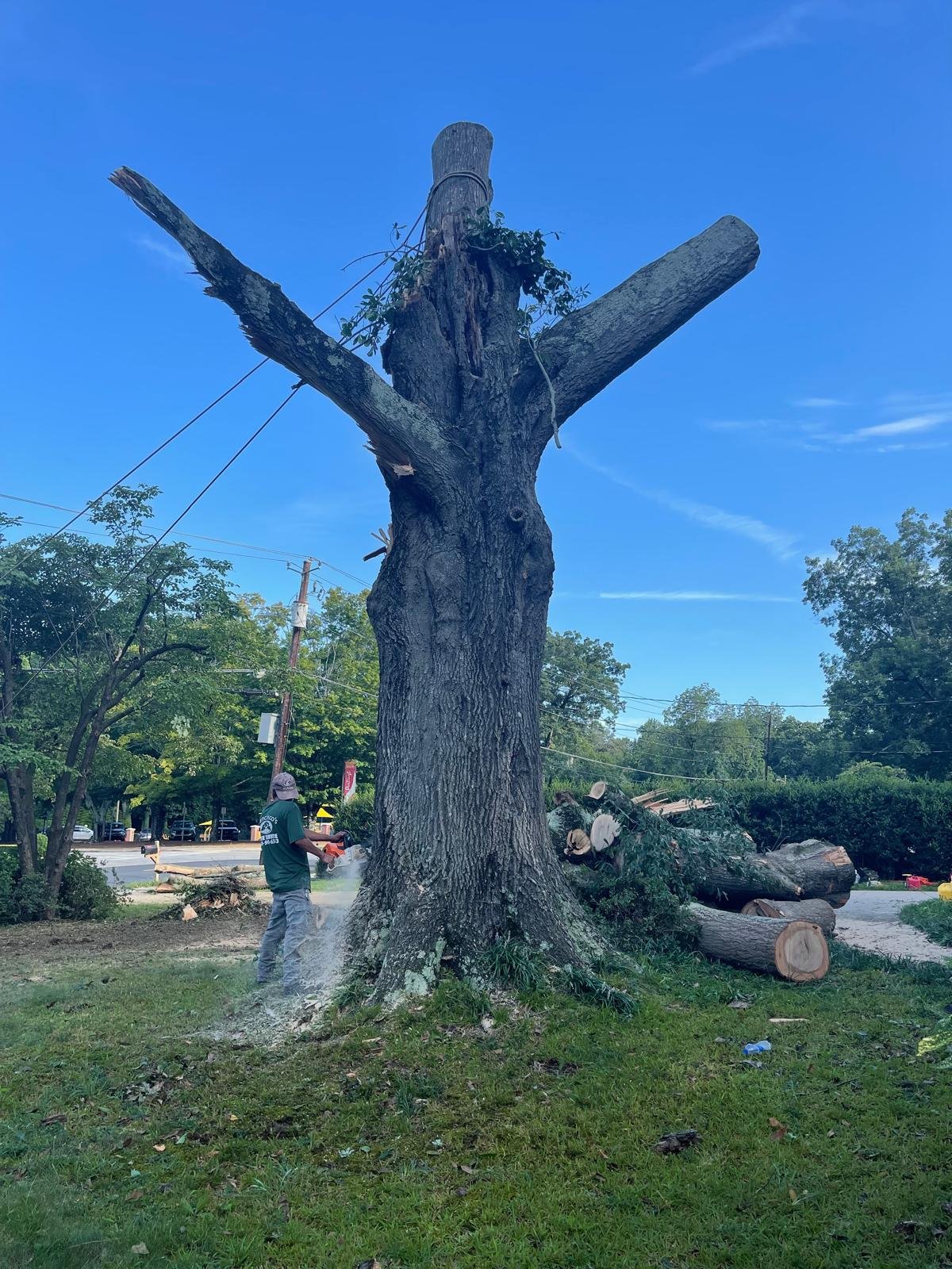 how to choose a reliable tree trimming service